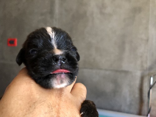 Cuccioli a 16 giorni